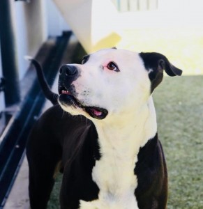dog staffy
