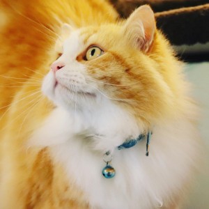 fluffy cat