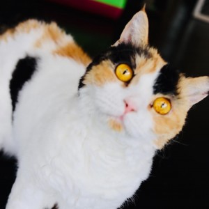 exotic golden eye cat