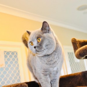 British shorthair cat