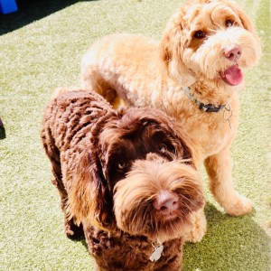 two happy dogs in dog care
