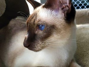 Beautiful Cat