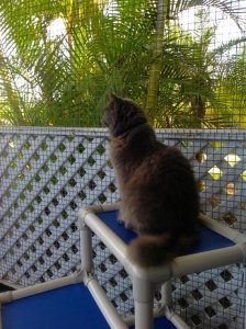 Cat Relaxing After Feeding