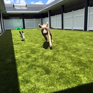 Two Dogs Having Fun Running Around